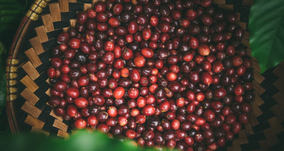 Cerises de café de Buon Ma Thuot