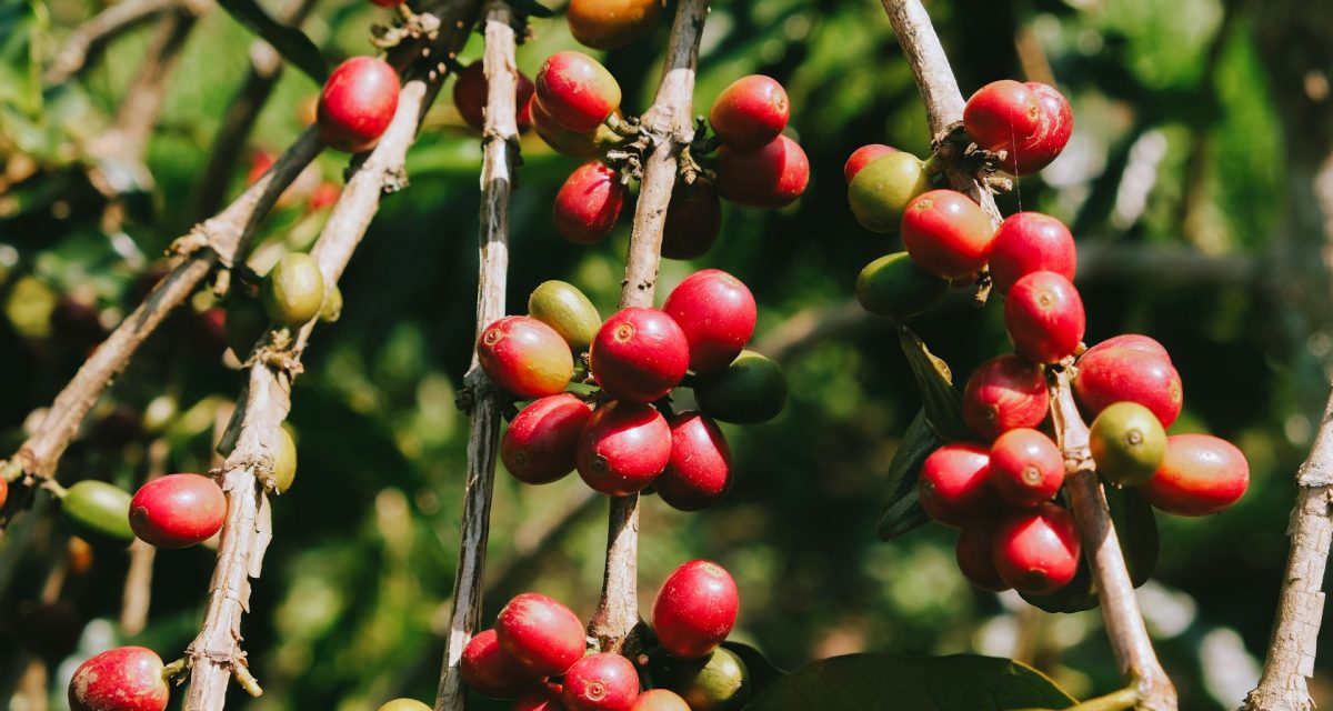 Cerises rouges sur un caféier
