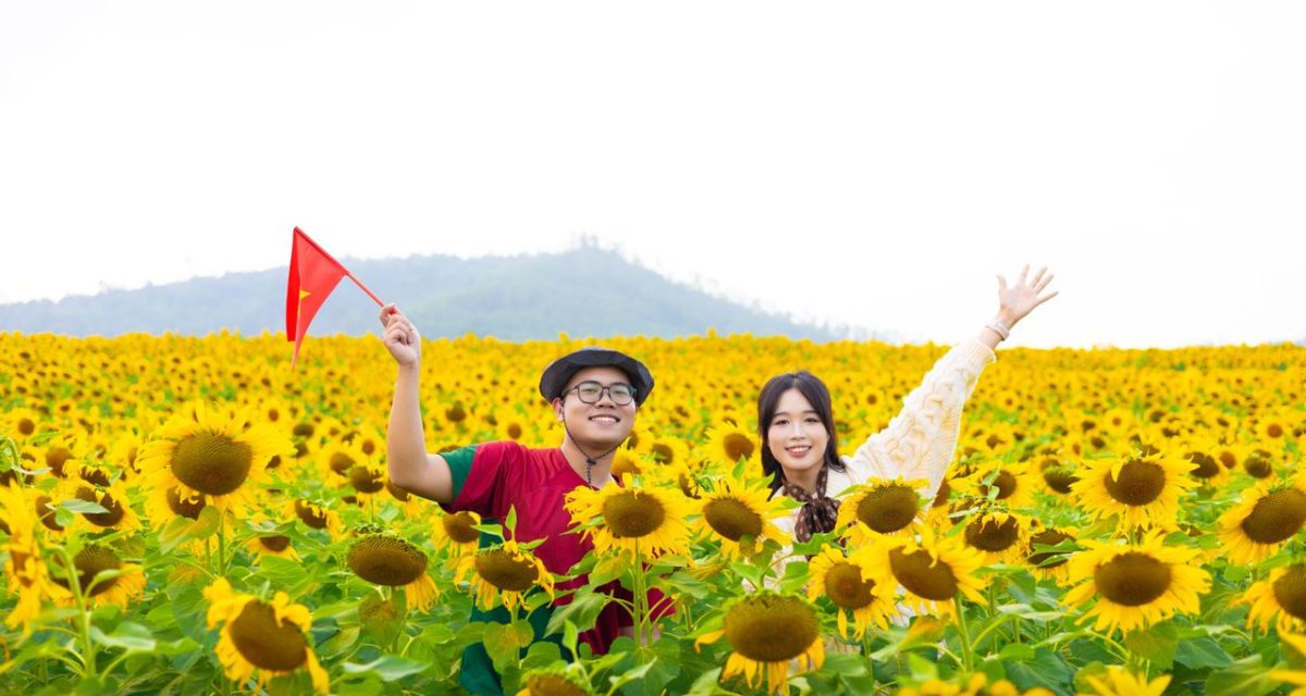 Champ de tournesols, Nghe An