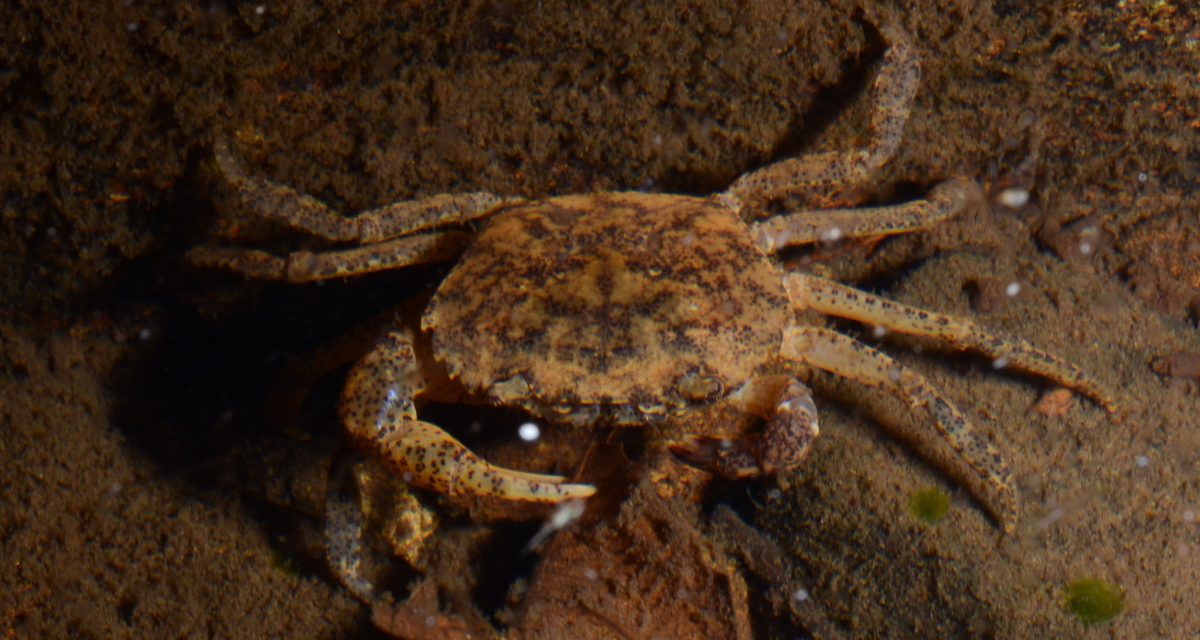 Crabe dans la nature au Ratanakiri