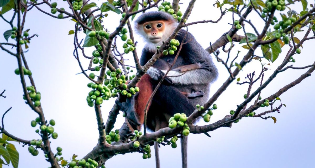 Douc perché dans un arbre au Vietnam
