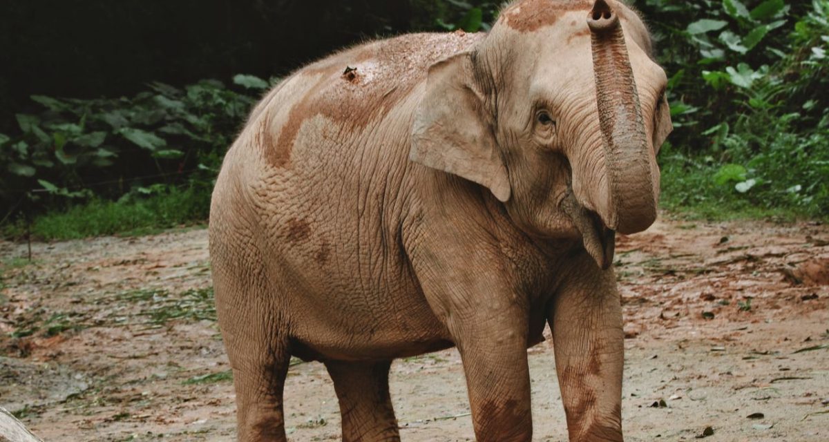 Éléphant d’Asie dans la forêt au Vietnam