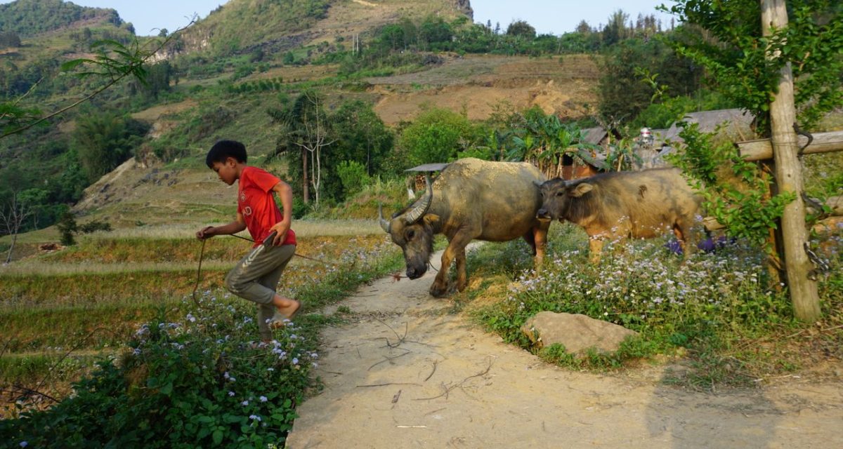 Jeune garçon accompagnant un buffle à Bac Ha