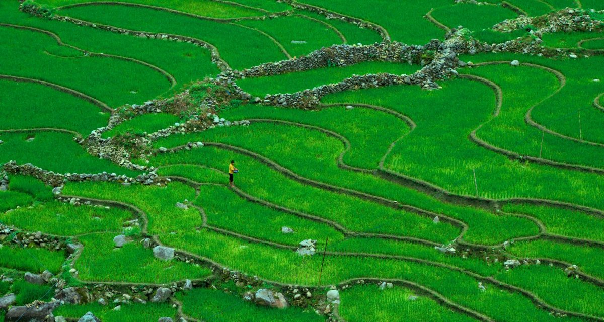 Marche dans les rizières de Sapa