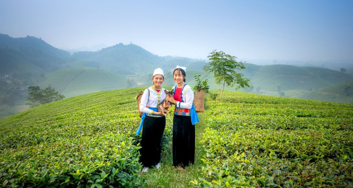 Moc Chau Vietnam Moc Chau Vietnam