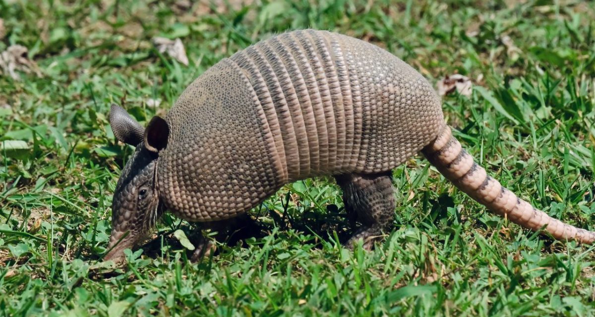 Pangolin dans son habitat naturel