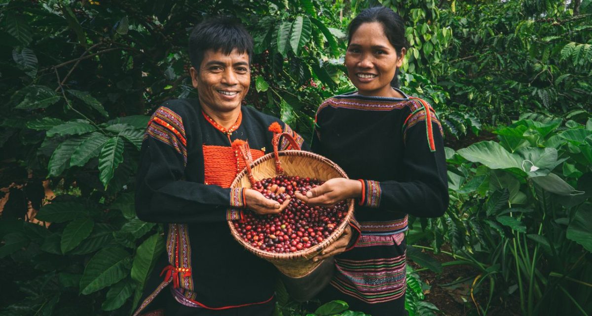 Récolte du café à Buon Ma Thuot