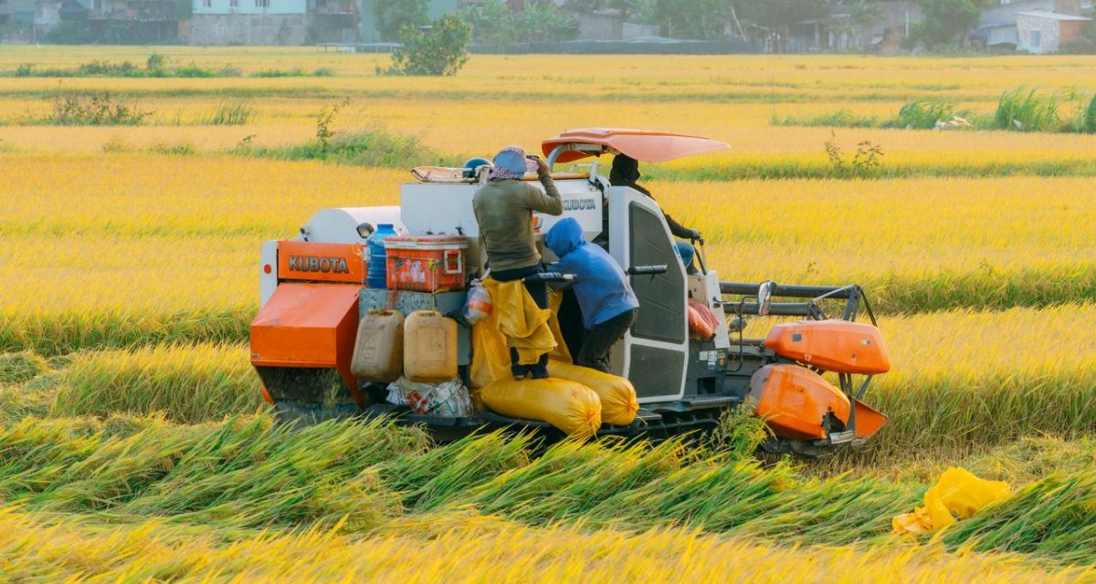 Récolte mécanisée du riz au Vietnam Récolte mécanisée du riz au Vietnam
