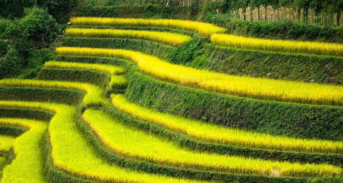 Rizière Pu Luong Vietnam