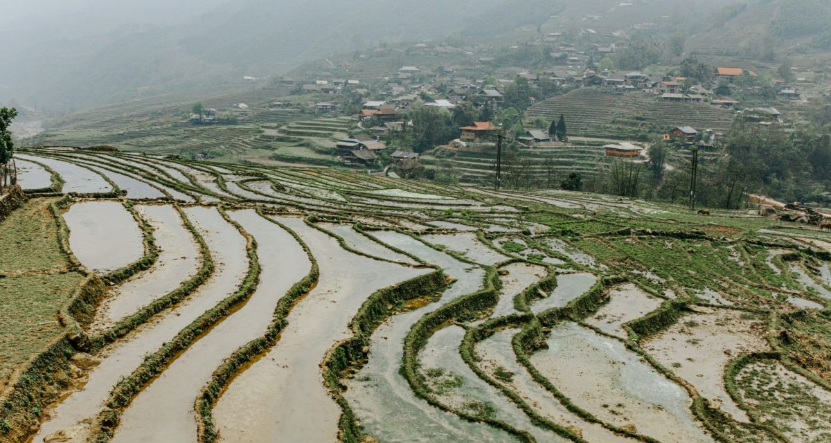 Rizières en terrasses dans les montagnes de Sapa