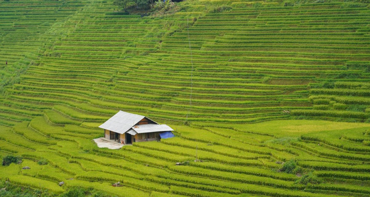 Rizières en terrasses de Sapa avant la récolte