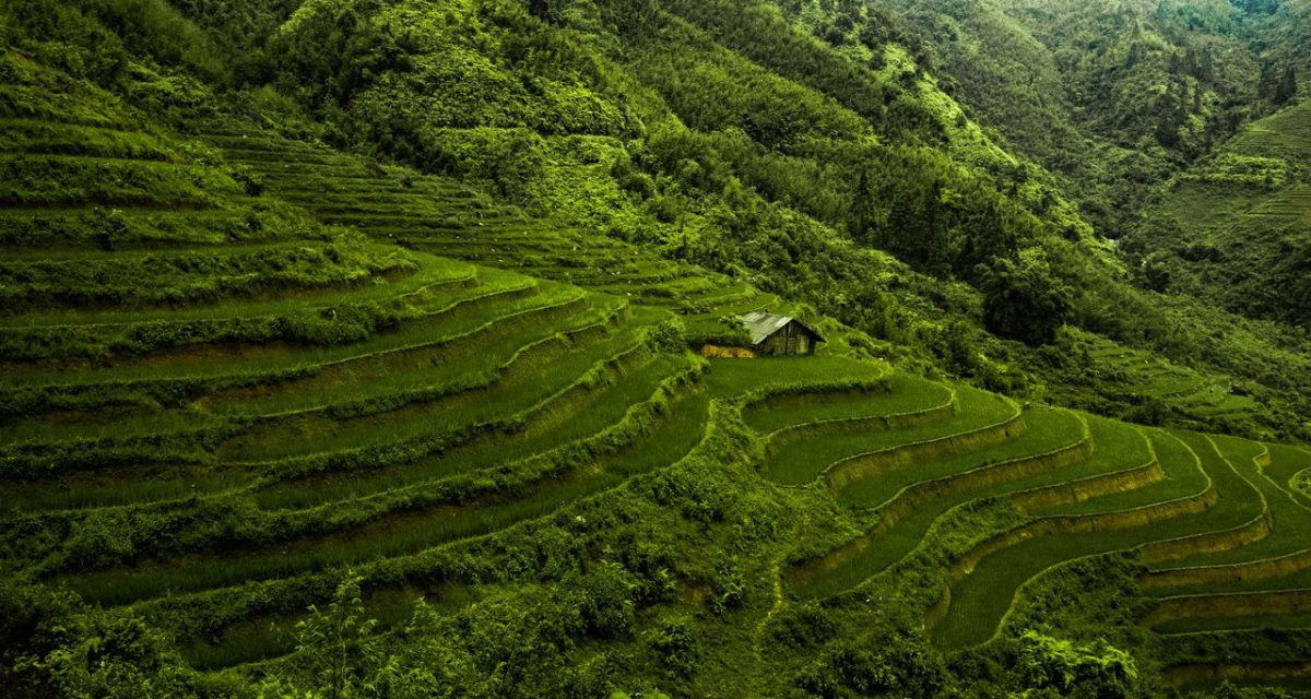 Rizières verdoyantes sculptant les versants montagneux autour de Sapa