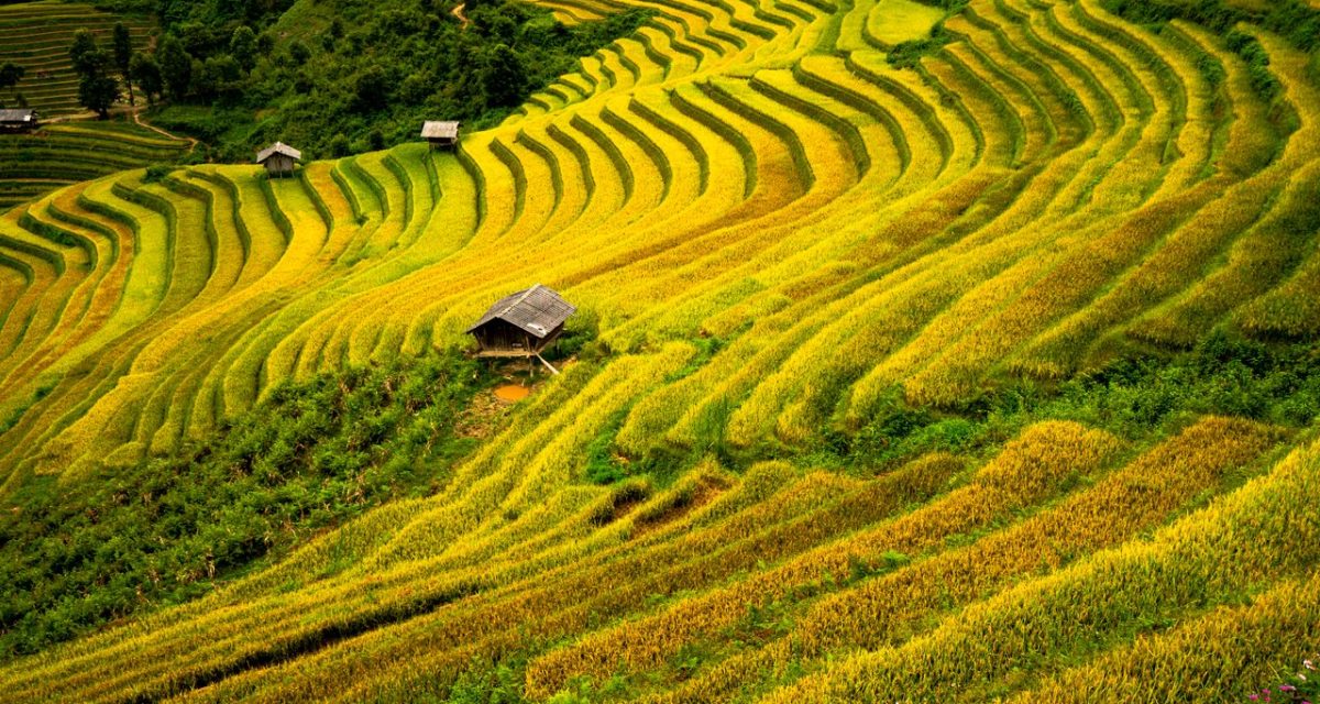 Rizières en terrasses dorées au Vietnam Des rizières en terrasses arrivées à maturité dessinent les pentes d’une région montagneuse du Vietnam