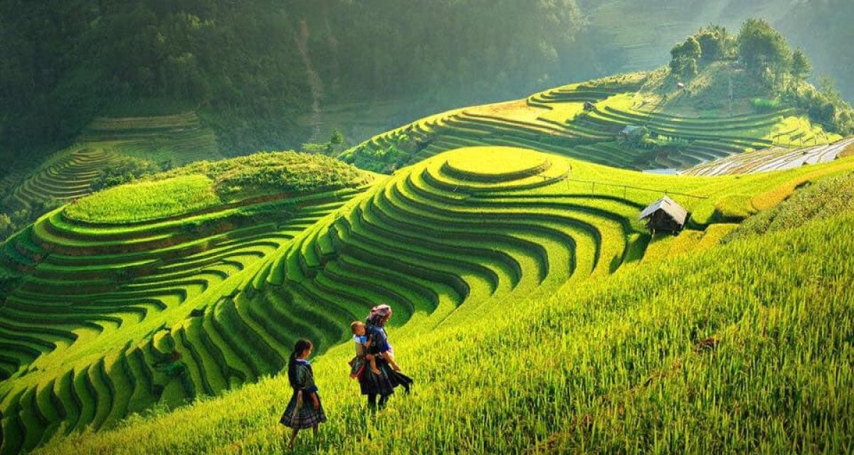 mu-cang-chai mu-cang-chai