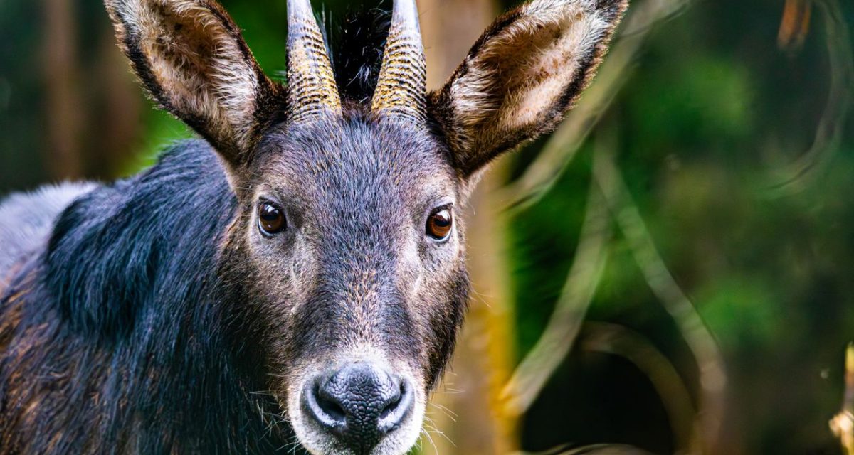 Saola, licorne asiatique