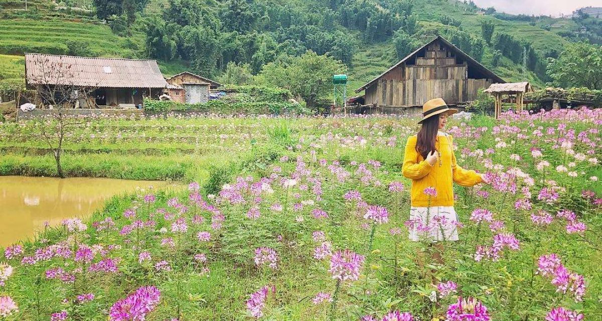 fleurs sapa