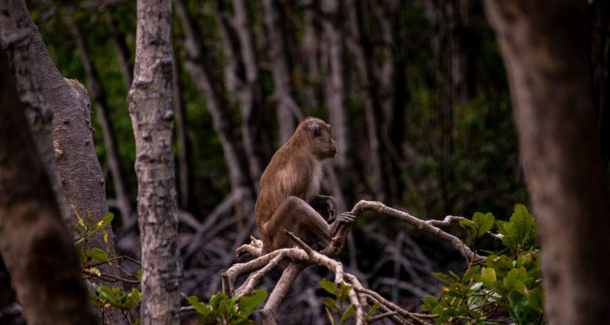 Singe sauvage dans une forêt du Vietnam