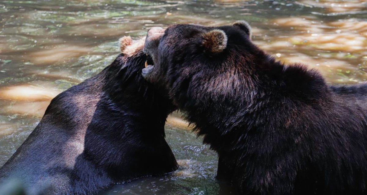Tat Kuang Si Bear Rescue Centre