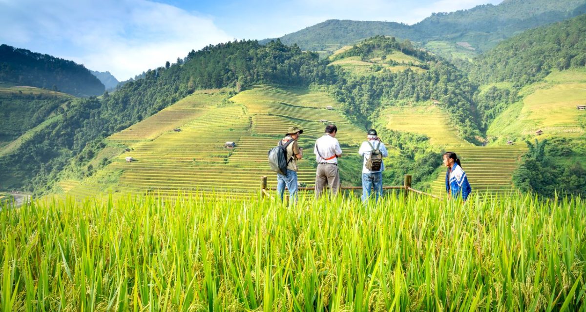 Voyageurs au milieu des rizières du Vietnam Des voyageurs observent les rizières en terrasses au cœur d’un paysage montagneux du Vietnam