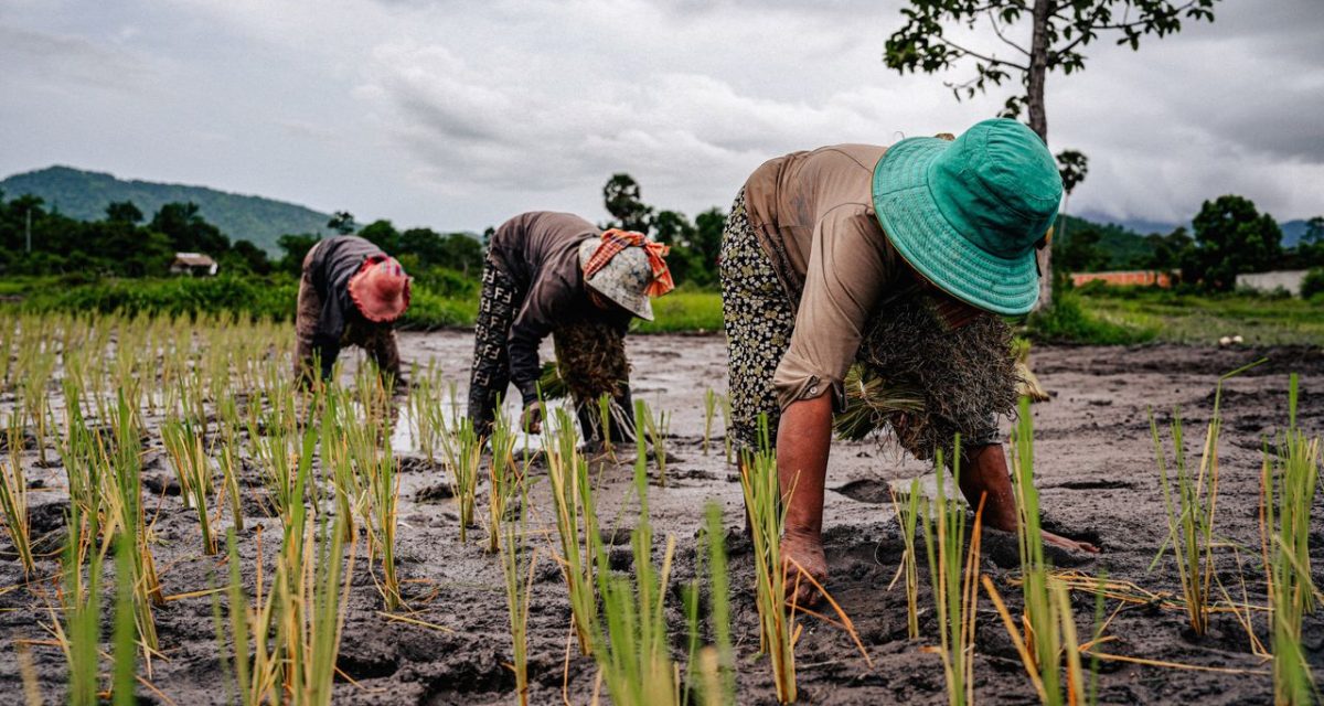 agricultrices cambodgiennes