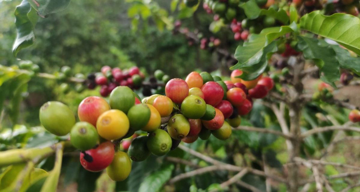 cerises de café mûres cerises de café mûres