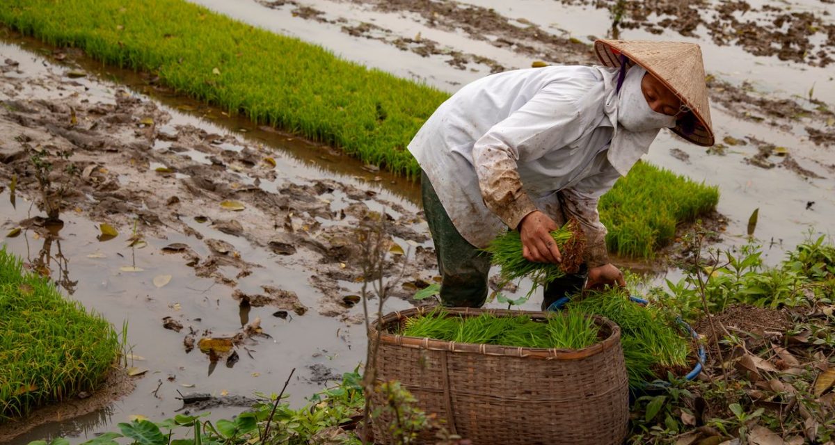 femme vietnamienne à la rizière femme vietnamienne à la rizière