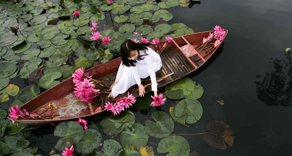 fleur de lotus au Vietnam