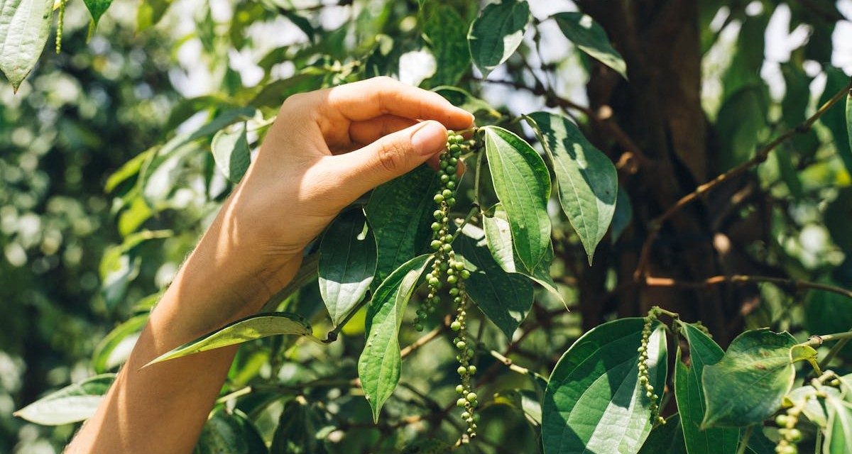 plantation de poivre