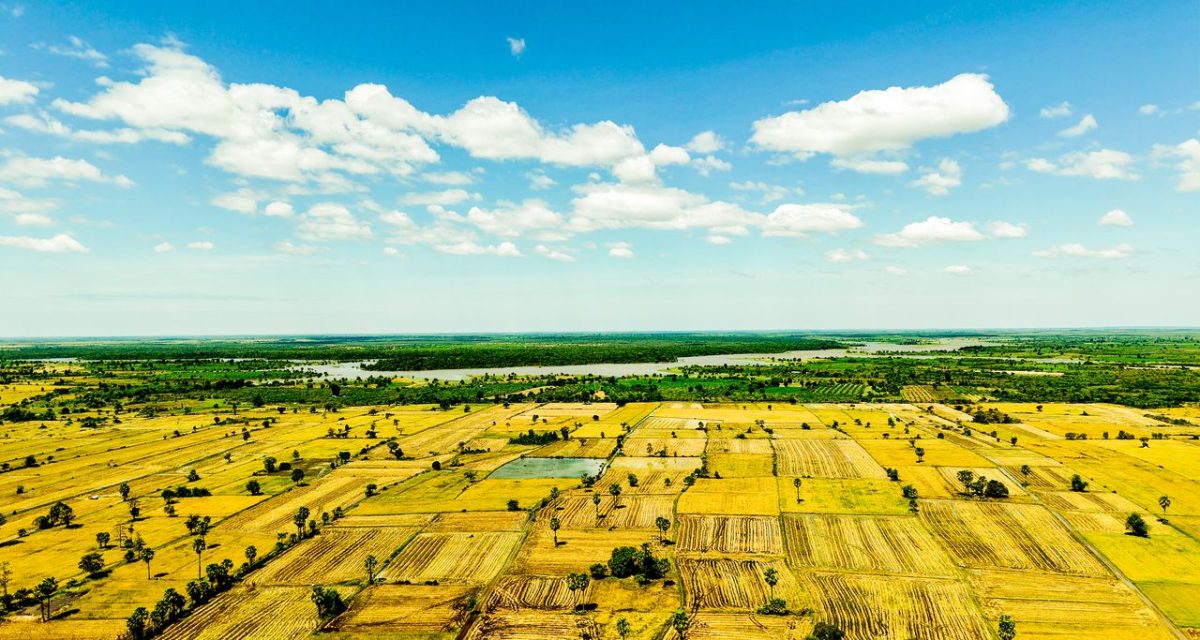 Rizières cambodgiennes s’étendant à perte de vue sous un ciel dégagé