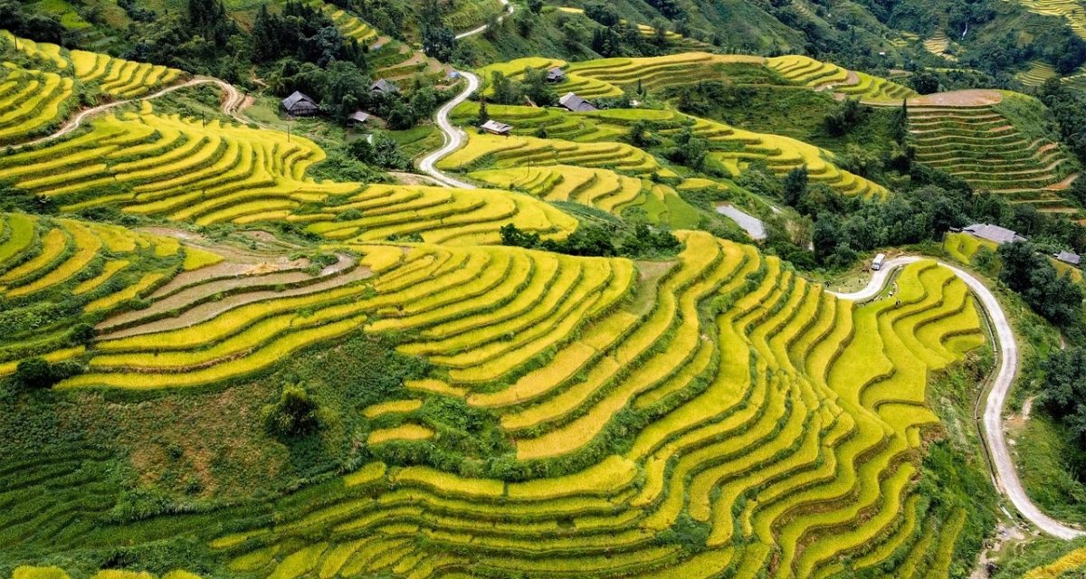 rizières en terrasses de Hoang Su Phi