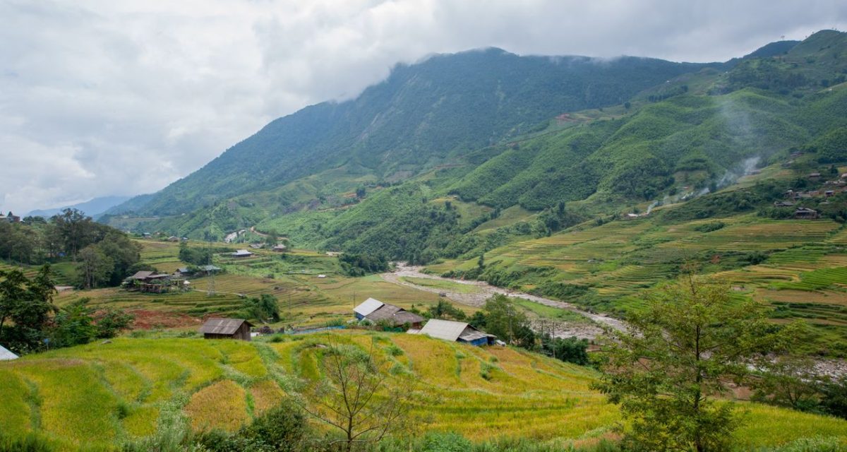 rizières en terrasses de Muang Sing
