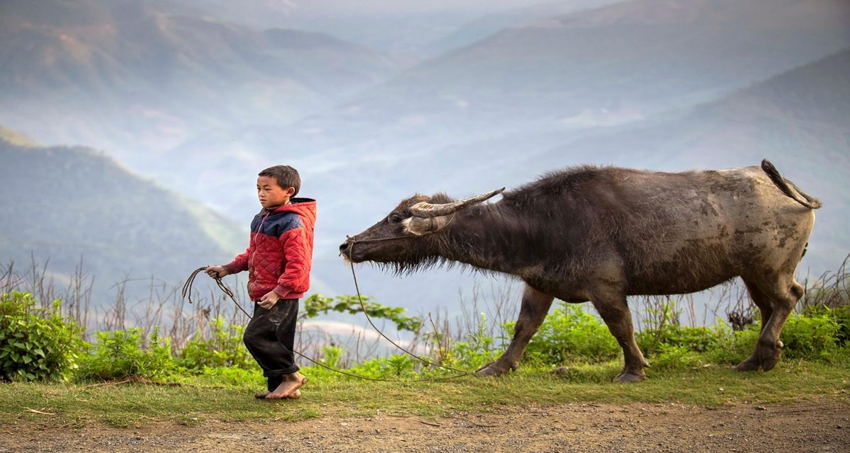 zone rural au vietnam